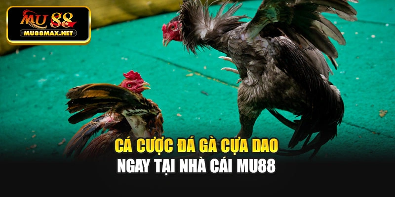 Cá cược đá gà cựa dao ngay tại nhà cái Mu88