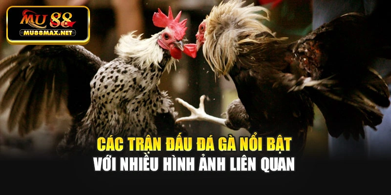 Các trận đấu đá gà nổi bật với nhiều hình ảnh liên quan