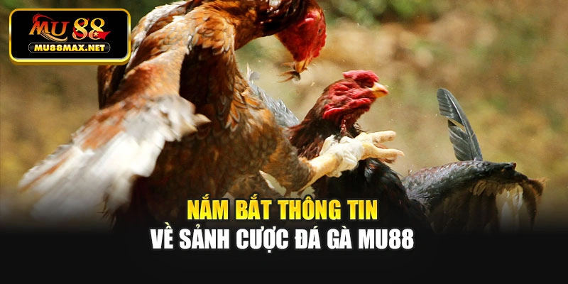 Nắm bắt thông tin về sảnh cược đá gà Mu88